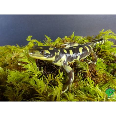 Barred Tiger Salamander - medium to large - Strictly Reptiles