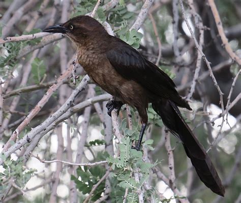 SEE THE USA: SCOTTSDALE, ARIZONA PART 4: DESERT BIRDS WITH ATTITUDE ...