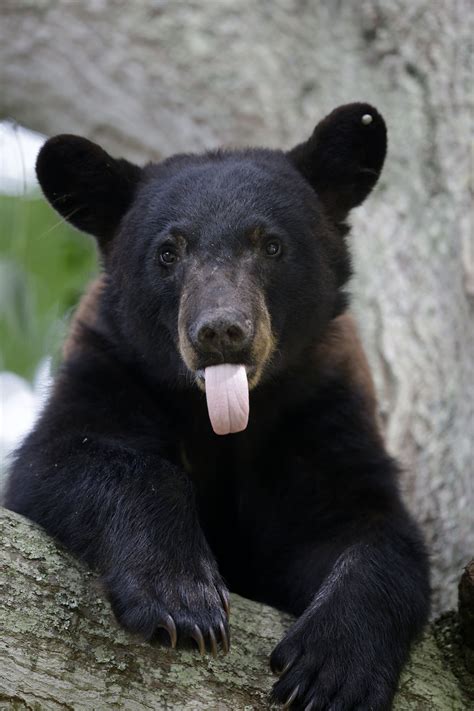 Suit: Louisiana black bear needs renewed federal protection | AP News