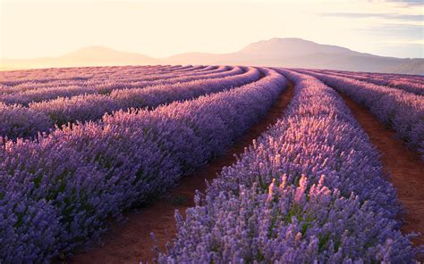 Lavender Picture - Image Abyss