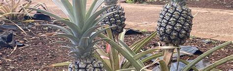 Pineapple Garden Maze, Oahu, Hawaii - 21 Reviews, Map | AllTrails