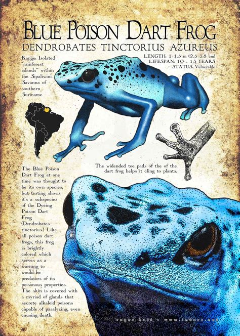 Blue Poison Dart Frog Poster Print / Infographic