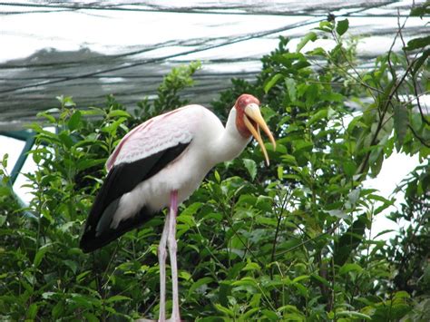 Kuala Lumpur Bird Park - Malaysia Tourist & Travel Guide