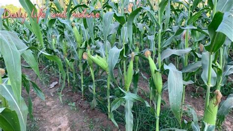 Sweet Corn Plant Care || Corn Harvesting || How To Harvest Corn | Corn plant, Harvest corn, Plants