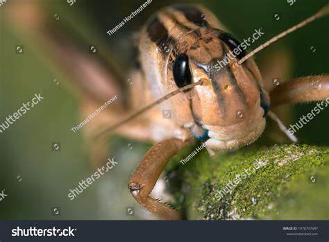 Migratory Locusts Species Family Field Locusts Stock Photo 1978797497 | Shutterstock