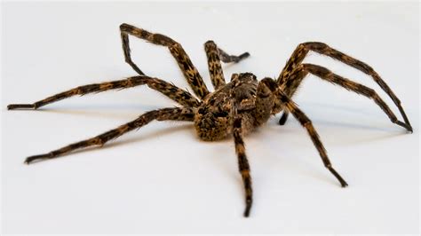 File:Wolf spider on white.jpg - Wikimedia Commons