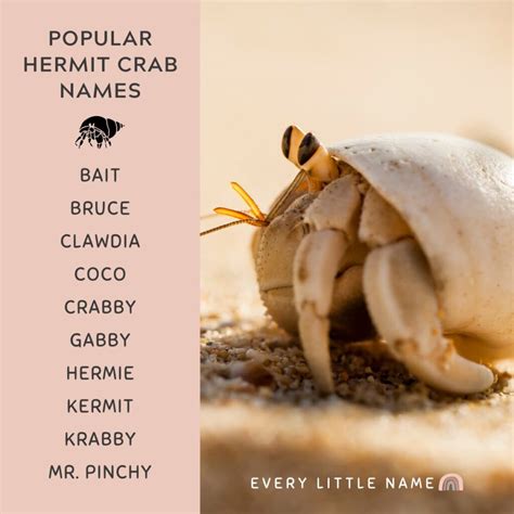 150+ Best Hermit Crab Names (Cute, Funny, and Cool Ideas) - Every Little Name