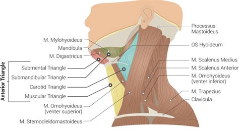 [Figure, Superficial Neck Anatomy. This left...] - StatPearls - NCBI ...