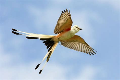 Scissor-tailed Flycatcher | Audubon Field Guide