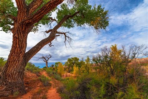 Your Guide to Madera Canyon | The Residences Dove Mountain | Madera canyon, Canyon, Beautiful places