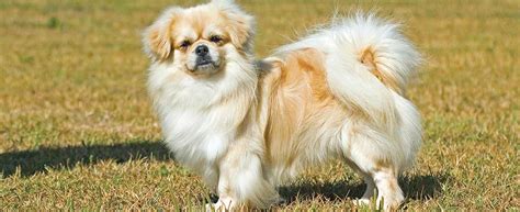 Tibetan Spaniel Dog Breed Profile | Petfinder