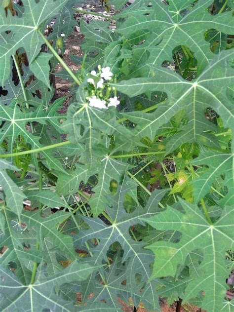 Flowers of the Japanese Papaya Tree or Spinach Tree Stock Photo - Image of spinach, flowers ...