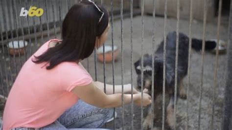 Ventura County animal shelters to host Clear the Shelters event