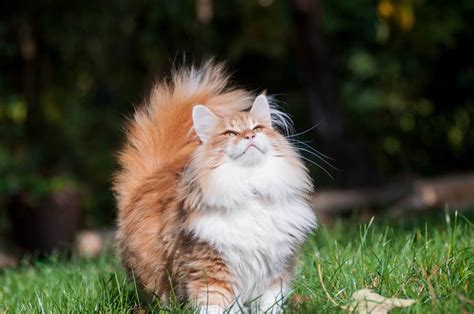 Are Norwegian Forest Cats Hypoallergenic? – Pet Advisers