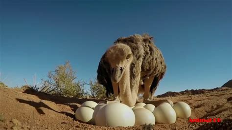 Ostrich Laying Eggs And Cute Ostrich Egg Hatching In The Wild - YouTube