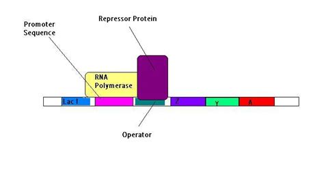 Lac Operon Diagram