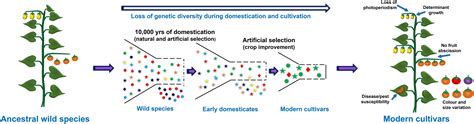 Frontiers | Understanding Omics Driven Plant Improvement and de novo Crop Domestication: Some ...