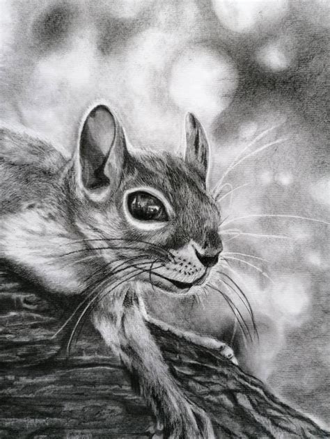 Original Carbon Pencil Drawing of Squirrel, Wildlife Drawing - Etsy UK