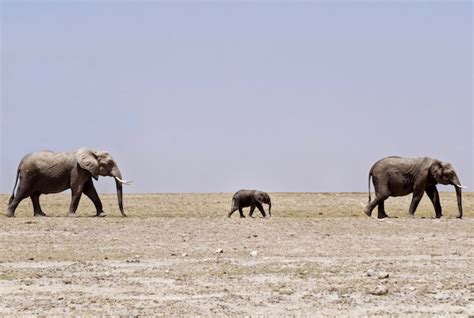 Premium Photo | Elephants in Amboseli National Park