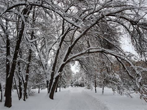 Fresh Snow in the Mountain Forest. Stock Image - Image of view ...