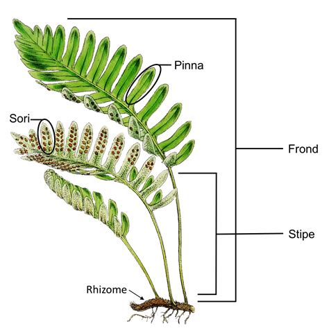 Whisk Fern Labeled