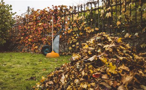 Experts give you permission to stop raking your leaves this fall. Here’s why | PBS News