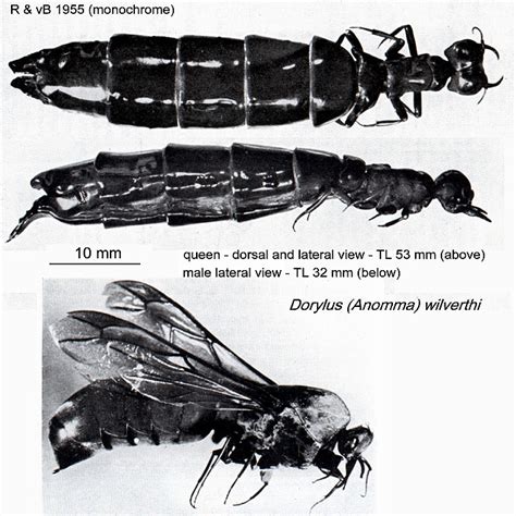 The Ants of Africa