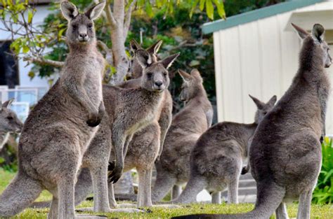 End Kangaroo and Wallaby Shooting — Animal Liberation | Compassion ...