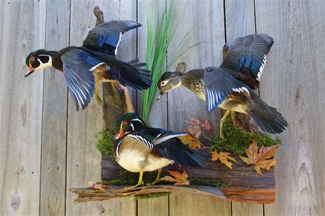 Taxidermy Projects - Birds | American Wildlife Studios