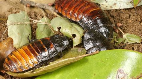 Madagascar Hissing Cockroach Facts, Identification, Diet, and Pictures