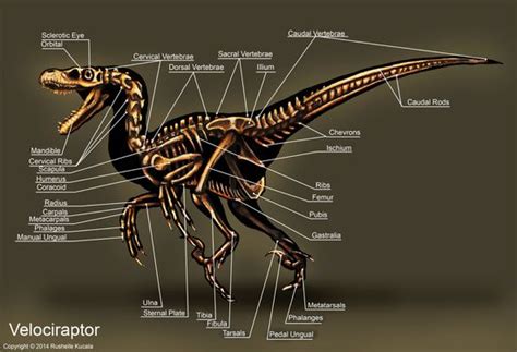 Velociraptor Skeleton Study Art Print by Rushelle Kucala Art | Velociraptor, Velociraptor ...