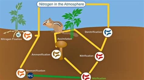 Nitrogen Cycle: Definition, Steps, Importance and Solved Example