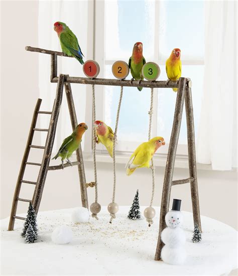 Budgies love to play with toys and keep active by using perches and ...