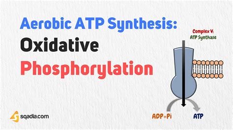 Aerobic ATP Synthesis: Oxidative Phosphorylation