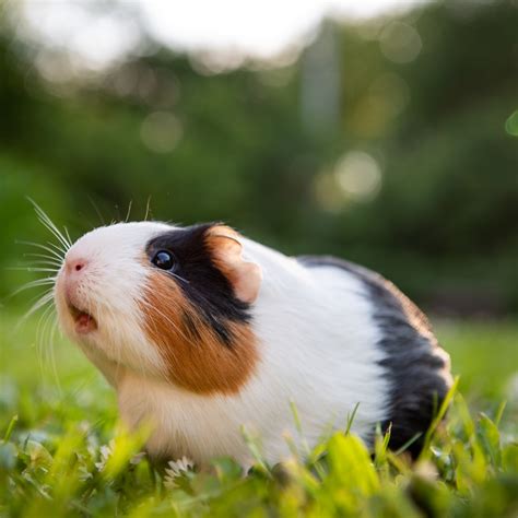 GUINEA PIG APPRECIATION DAY - July 16, 2023 - National Today