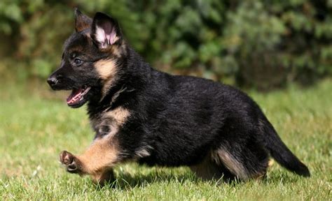 How to Check for Pure German Shepherd Dog Breeds - Buxvertise