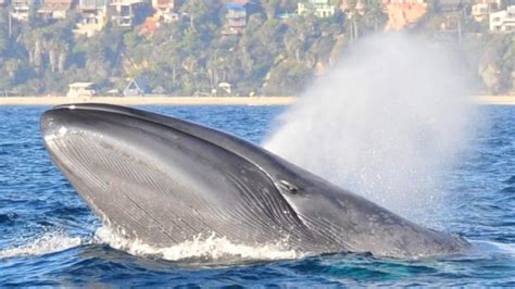 Feeding frenzy: Eating habits of blue whales revealed in new study | CTV News