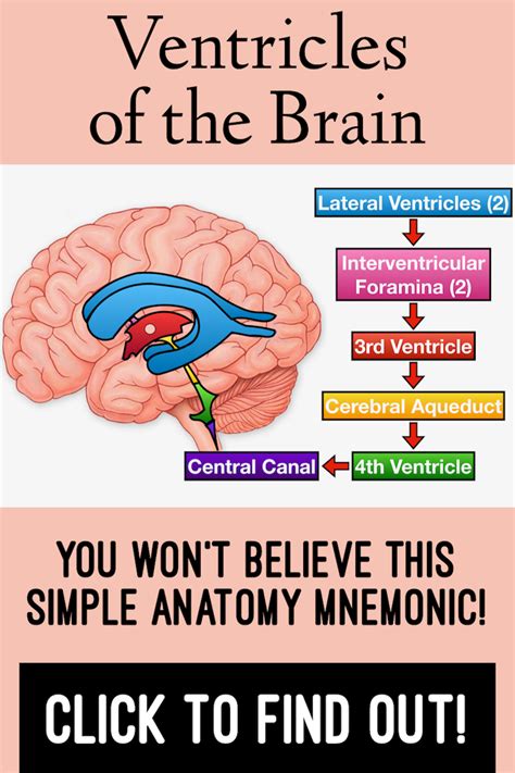 Ventricles of the Brain: Anatomy, Model, Function, and Mnemonic | Brain anatomy and function ...