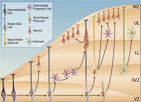 Shaping Our Minds: Stem and Progenitor Cell Diversity in the Mammalian Neocortex: Neuron