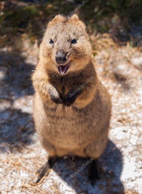 Australian Quokka on rottnest island looking into the camera Stock Photo by ©danny.dannyallison ...