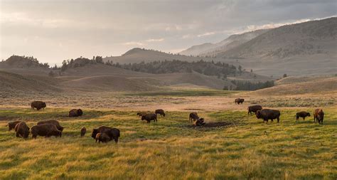 Yellowstone Wildlife Hotspots | Natural Atlas