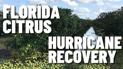 Florida Citrus Hurricane Recovery - YouTube