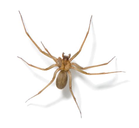 Spiders That Look Like Brown Recluse Spiders | Sciencing