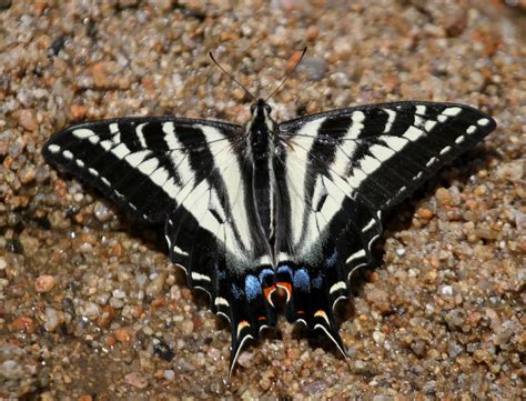 Pale Swallowtail (Crater Lake National Park Pollinator Guide 🐝 🦋 ...