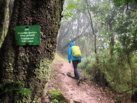 Rainforests and waterfalls: Magoebaskloof uncovered