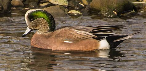 American Wigeon Duck Photograph by Bedford Shore Photography