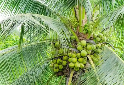 Coconut Farming in India | PepperHub