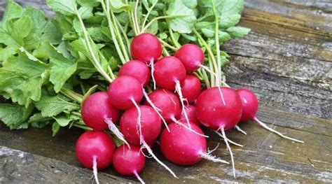 40 Different Types of Radishes to Grow This Season