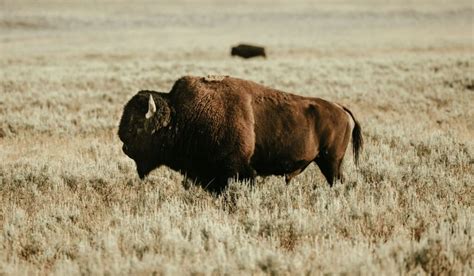 Hayden Valley Yellowstone: An Adventurer’s Guide! (To-Do List Included!)