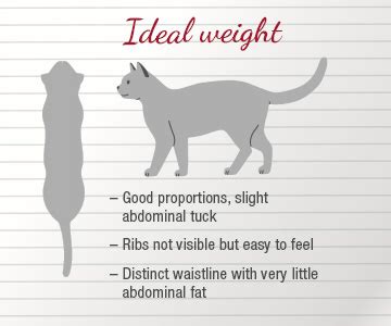 What is the ideal weight for a cat?